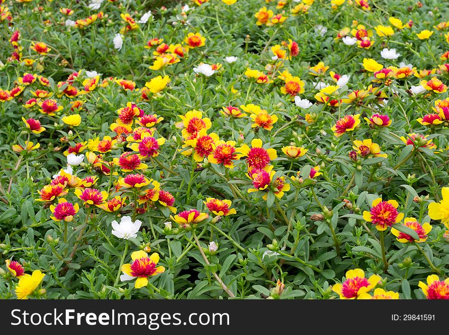 Portulaca Flowers