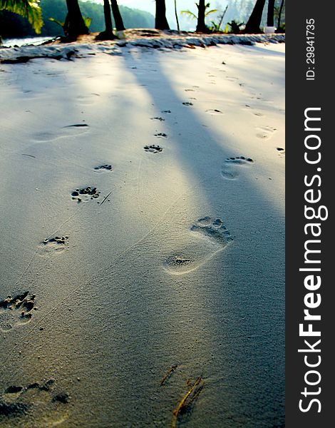 Human and dog foot print on the beach