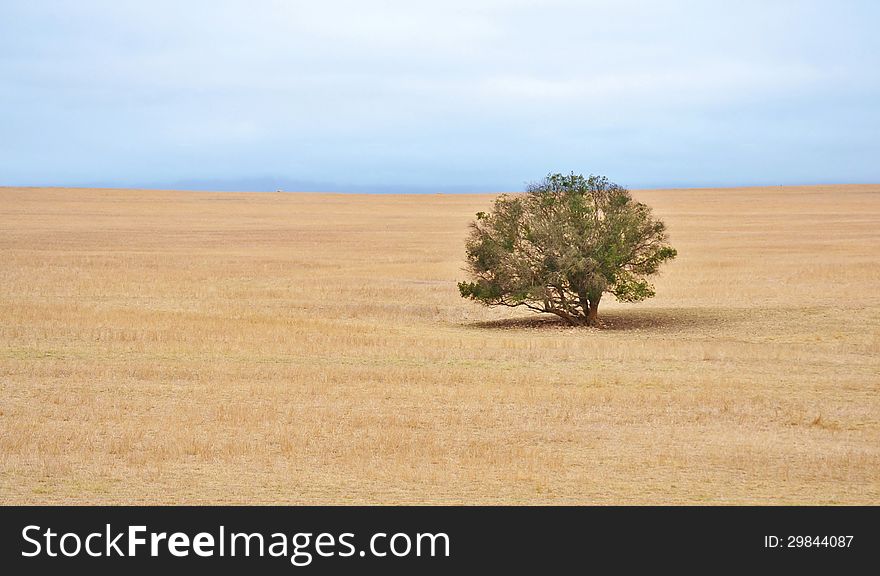 Landscape of tree on dry bare weat field. Landscape of tree on dry bare weat field