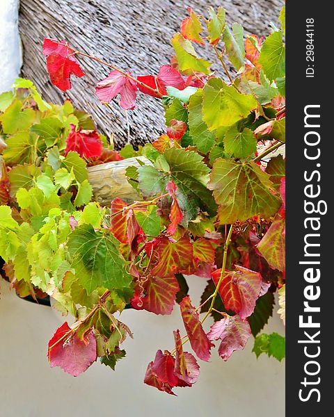 Close up autum colored wild wine leafs. Close up autum colored wild wine leafs