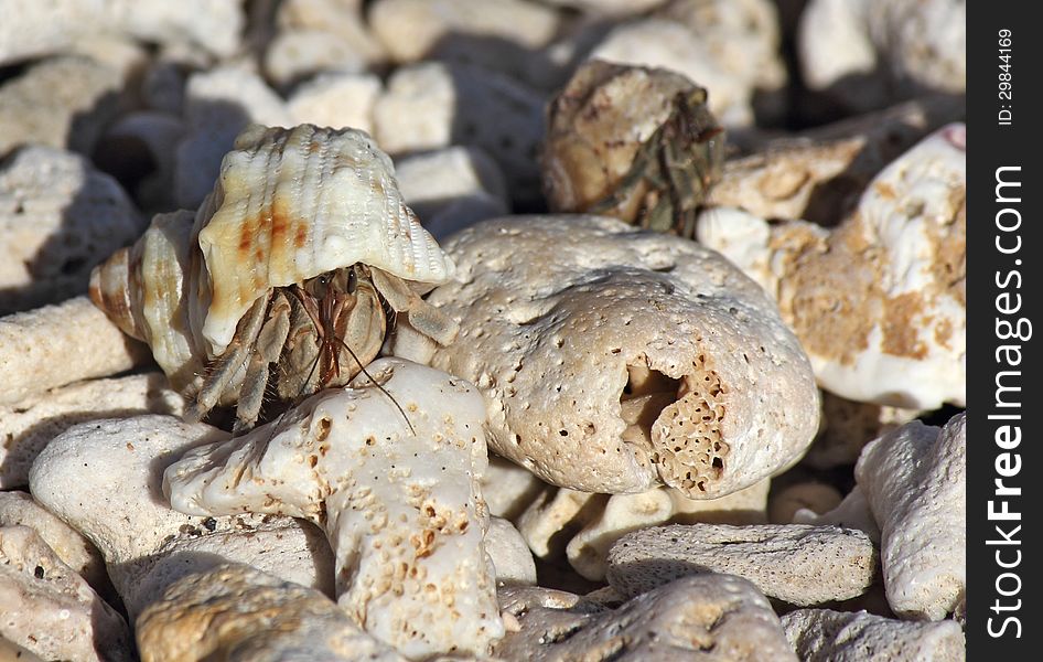 Small Crab In A Shell On The Beach, Between The Pebbles