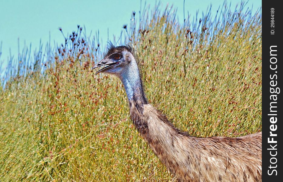Close up of large emu with little hair. Close up of large emu with little hair