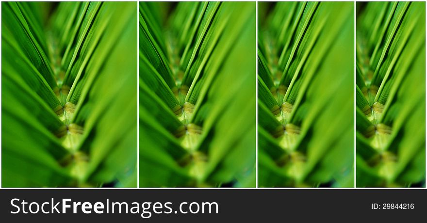 Close up of a green palm leaf