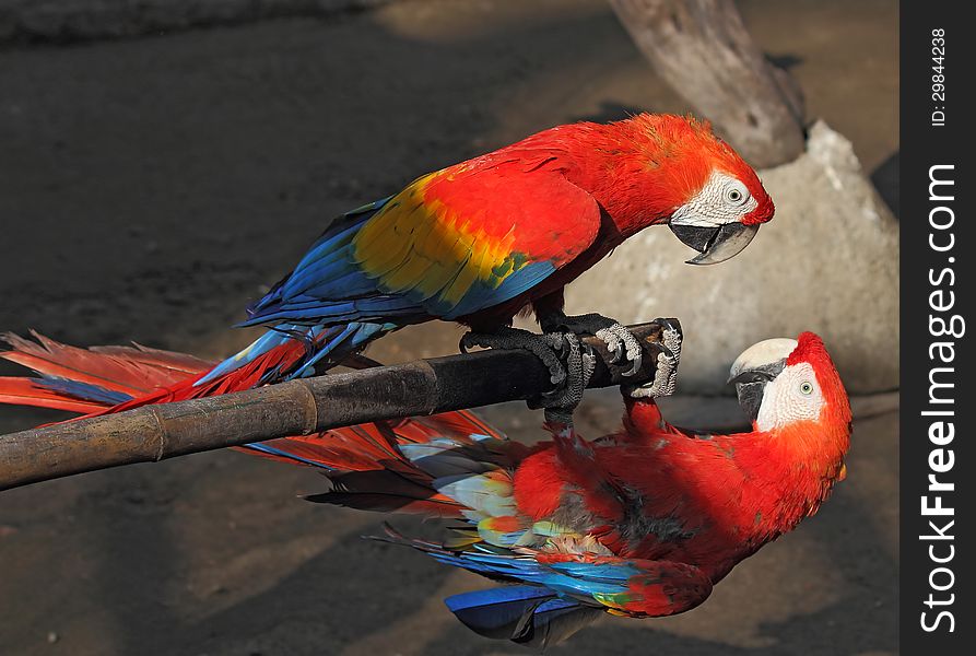 Two parrots Macaw on a bamboo pole, Indonesia, 2012