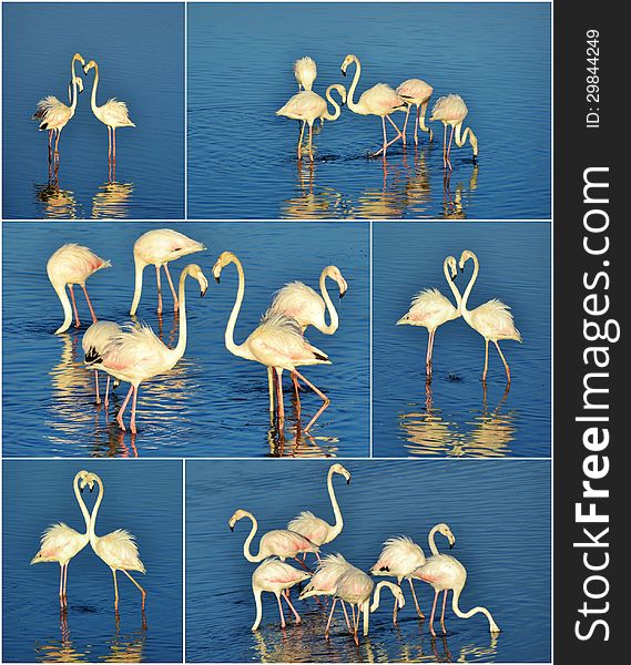 Collage of Flamingos feeding in the Milneton Lagoon early in the morning. Collage of Flamingos feeding in the Milneton Lagoon early in the morning