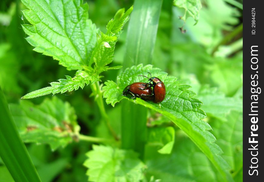 Pair of motley bugs on the leaf of nettle making love. Pair of motley bugs on the leaf of nettle making love