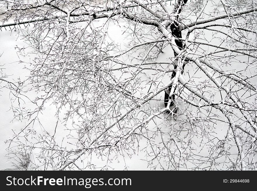 Tree in the snow view from the above