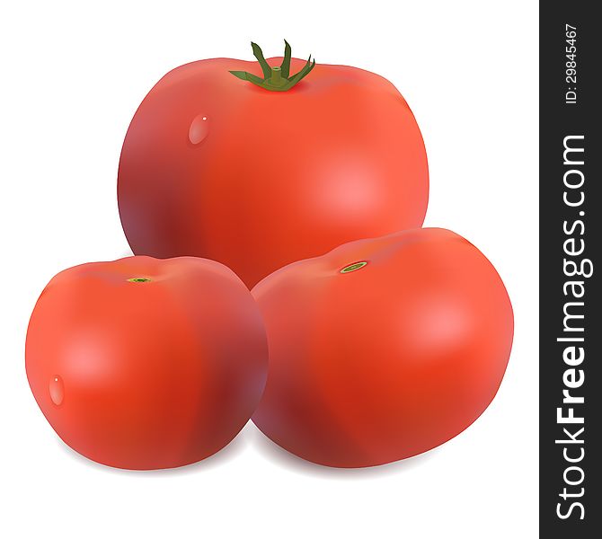 Three tomatoes on white. Vector illustration