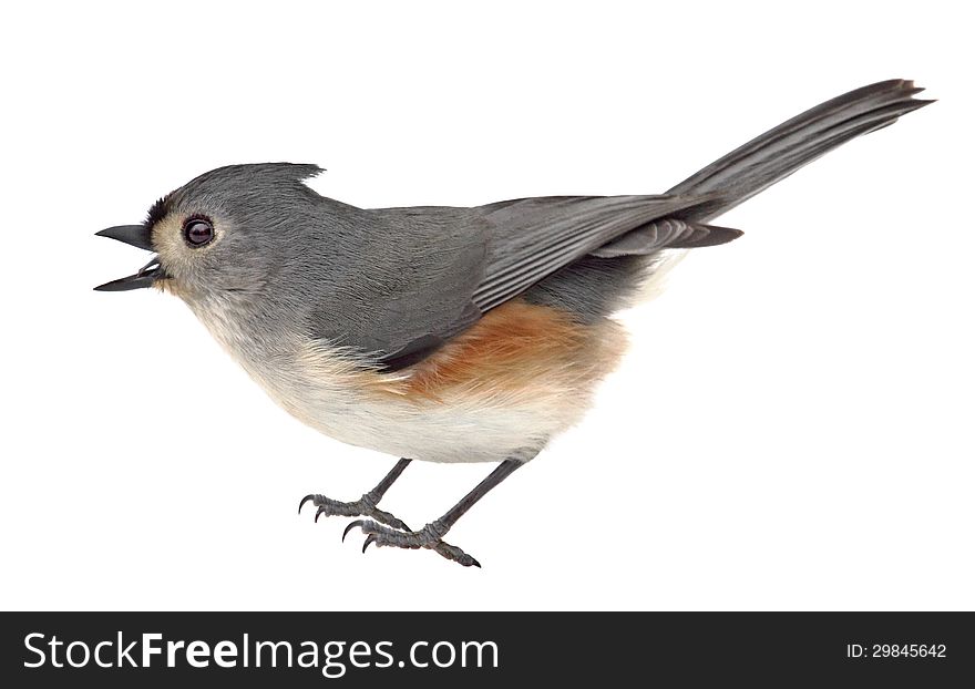 Tufted titmouse, Baeolophus bicolor, isolated on a white background. Tufted titmouse, Baeolophus bicolor, isolated on a white background