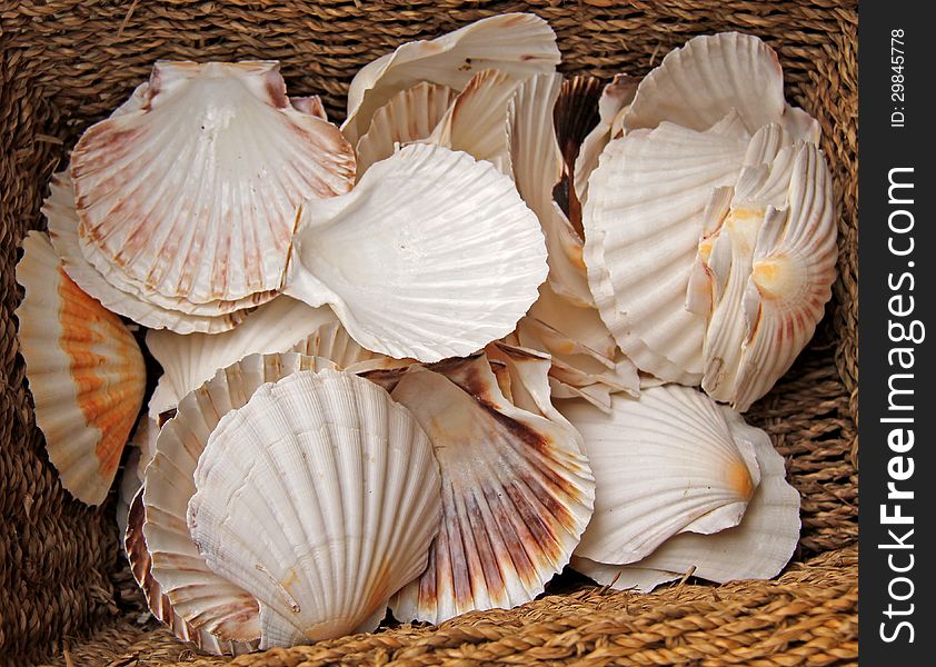 Empty Clean Scallop Shells in a Wicker Basket. Empty Clean Scallop Shells in a Wicker Basket.