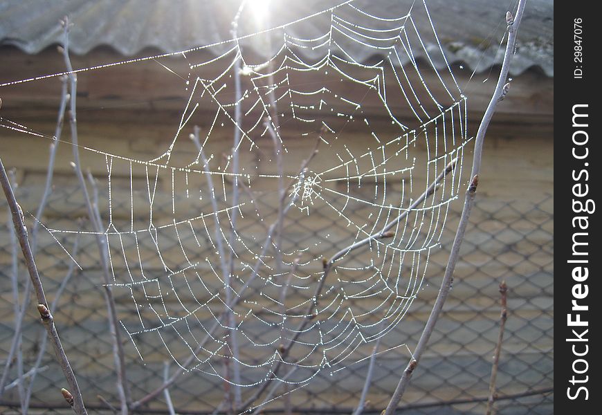 Spider S Web With Dew