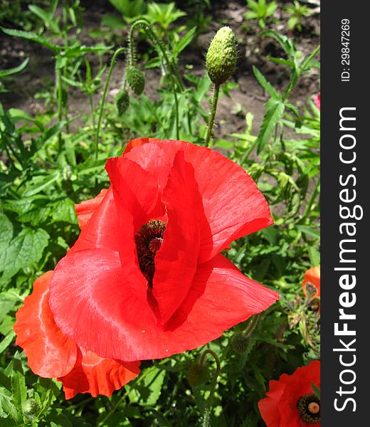 Beautiful Flower Of The Red Poppy