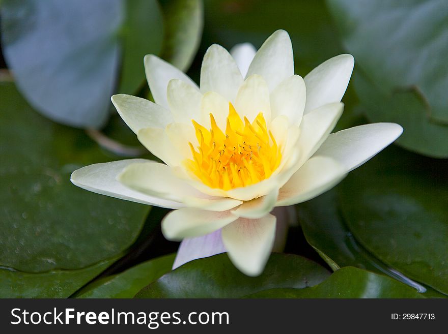 Beautiful water lily on the water's surface