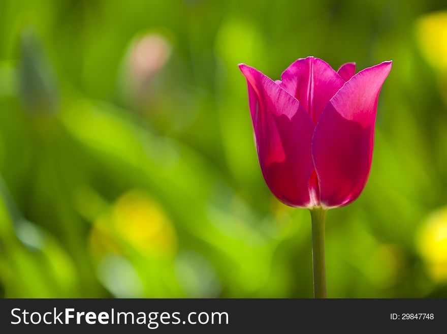 Mauve blooming tulip flower on green field. Mauve blooming tulip flower on green field