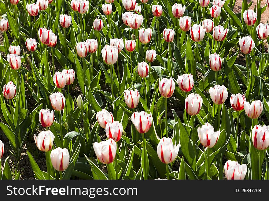 White and pink blooming tulip flower field. White and pink blooming tulip flower field