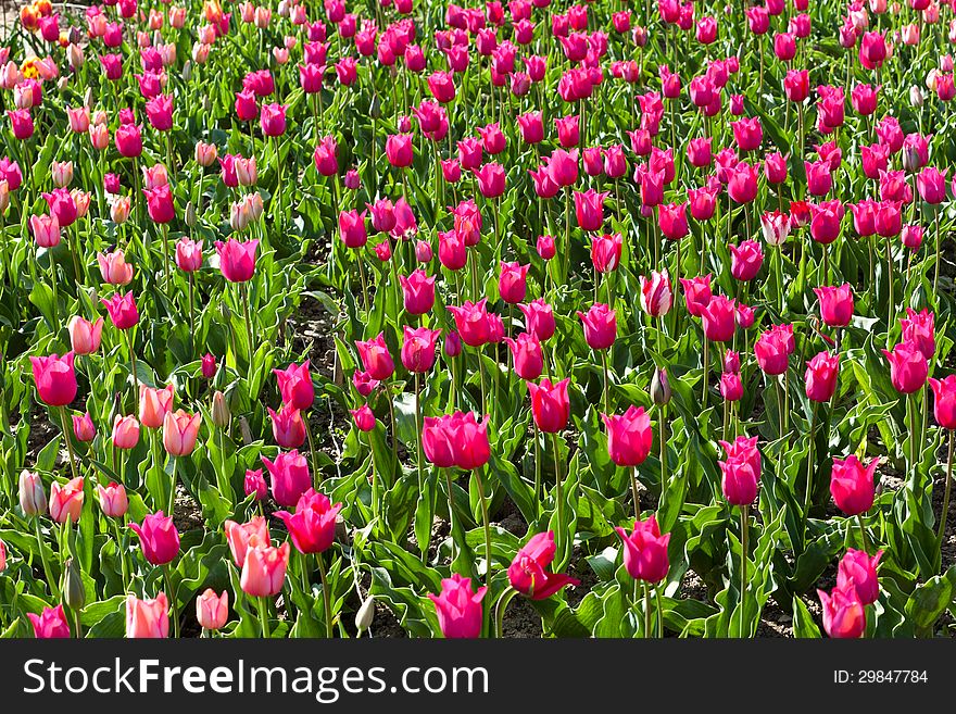 Mauve and pink blooming tulip flower field. Mauve and pink blooming tulip flower field