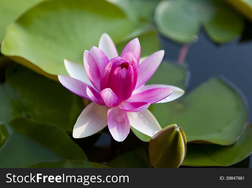 Beautiful water lily on the water's surface