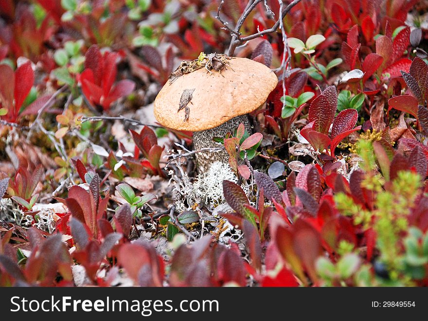 At the end of the summer in the tundra everywhere visible crop of mushrooms. Reindeer do not pass by. At the end of the summer in the tundra everywhere visible crop of mushrooms. Reindeer do not pass by.