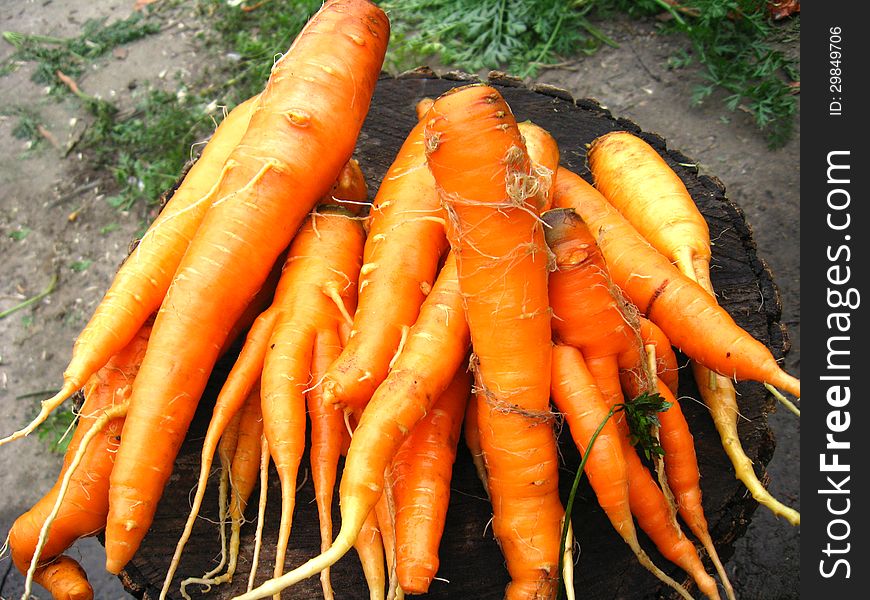 The image of bunch of orange carrots