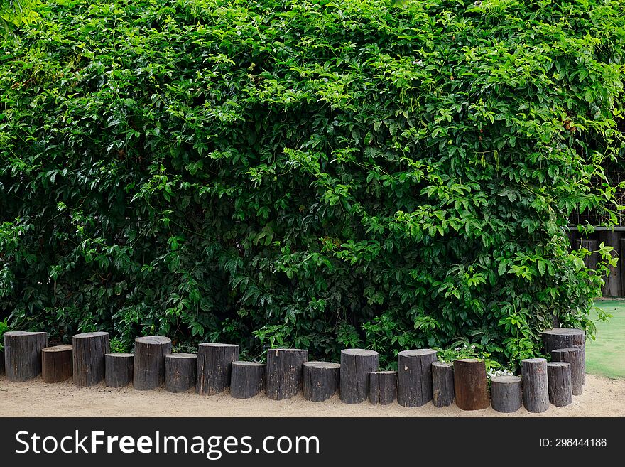 green tree in the garden with wooden fence