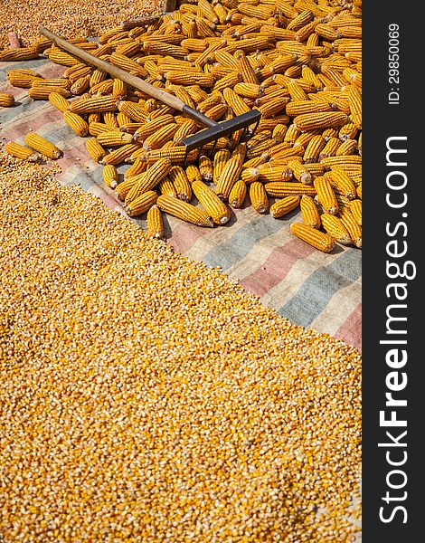 Corn, corn seed and rake laid on the plastic sheet