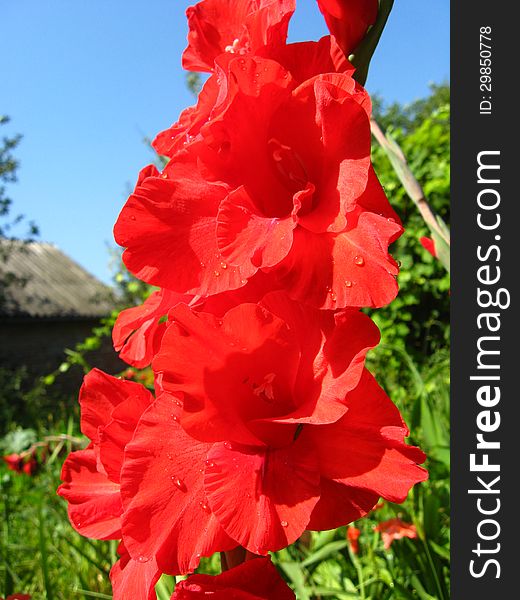 Beautiful and bright flower of red gladiolus. Beautiful and bright flower of red gladiolus