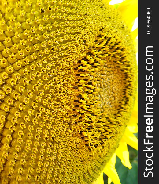 Image of surface of beautiful yellow sunflower. Image of surface of beautiful yellow sunflower