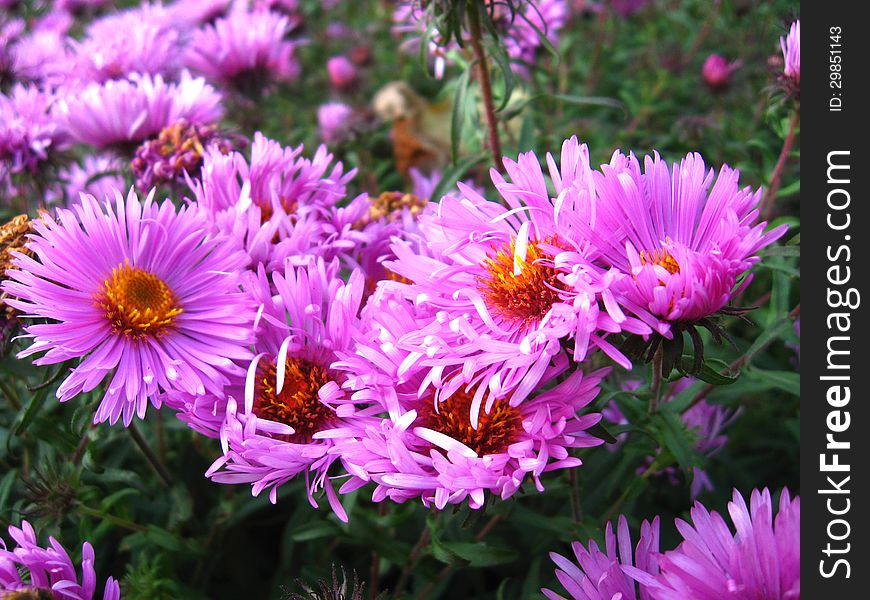 Image of beautiful and bright red asters. Image of beautiful and bright red asters