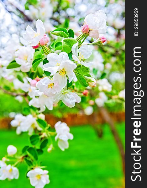 Apple blossom close-up. Shallow depth of field.