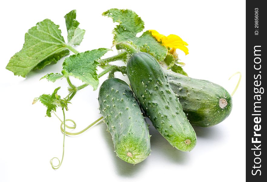 Cucumbers with leaves on white background.