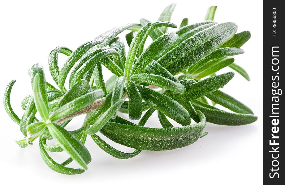 Branch of rosemary on a white background