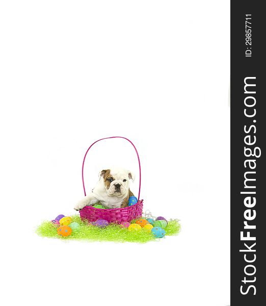 English Bulldog puppy sitting in pink easter basket with green grass and plastic eggs. English Bulldog puppy sitting in pink easter basket with green grass and plastic eggs