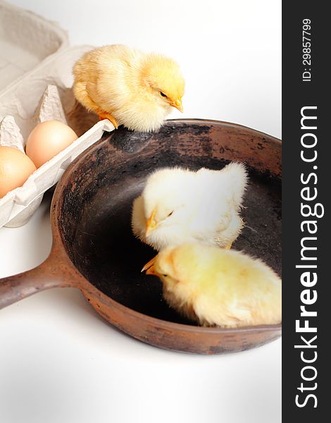 A group of yellow fluffy baby chickens in an iron skillet beside an egg crate with eggs. Shallow depth of field. A group of yellow fluffy baby chickens in an iron skillet beside an egg crate with eggs. Shallow depth of field.