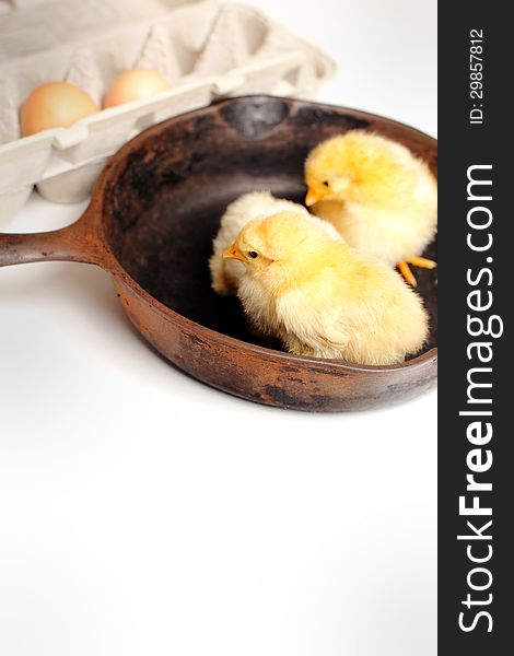 A group of yellow fluffy baby chickens in an iron skillet beside an egg crate with eggs. Shallow depth of field. Copy space. A group of yellow fluffy baby chickens in an iron skillet beside an egg crate with eggs. Shallow depth of field. Copy space