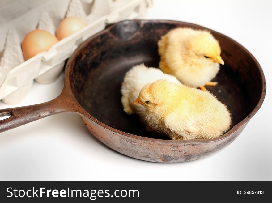 A group of yellow fluffy baby chickens in an iron skillet beside an egg crate with eggs. Shallow depth of field. A group of yellow fluffy baby chickens in an iron skillet beside an egg crate with eggs. Shallow depth of field.