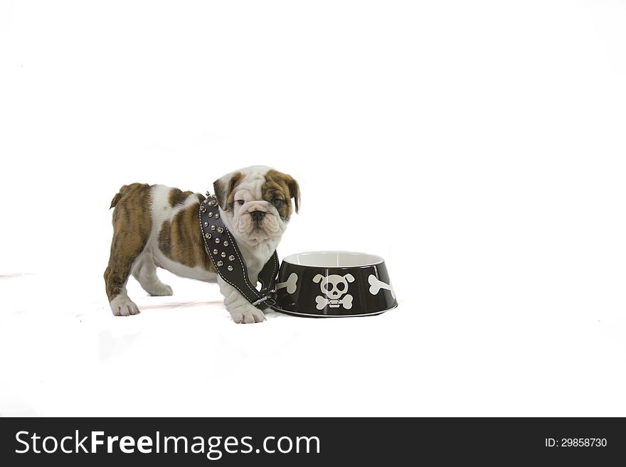 English Bulldog puppy with large black spiked collar and cross bone dog food dish. English Bulldog puppy with large black spiked collar and cross bone dog food dish