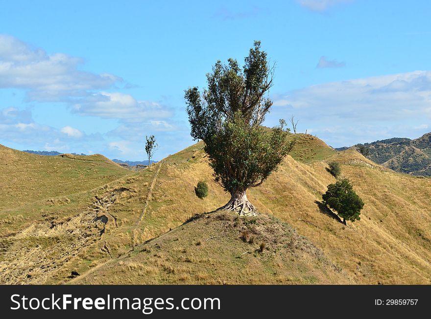 Landscape of nature near Wanganui & Manawatui at the west coast of the North Island of New Zealand. Landscape of nature near Wanganui & Manawatui at the west coast of the North Island of New Zealand.