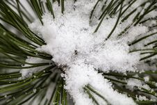 Fir Tree Branch Covered With Snow Royalty Free Stock Photo Fir Tree Branch Covered With Snow Royalty Free Stock Photo