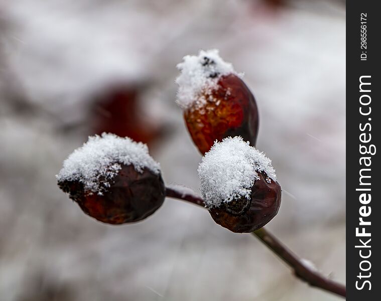 Old rosehips covered with snow