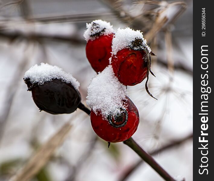 Old rosehips covered with snow