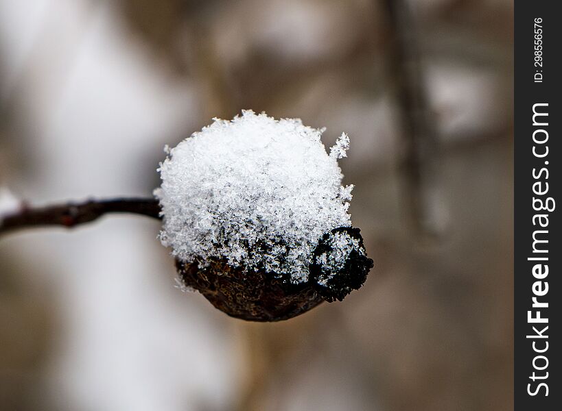 Old Rosehip Covered With Snow