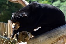 Malayan Sun Bear Stock Photos Malayan Sun Bear Stock Photos