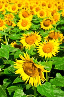 Sunflower Field Stock Image Sunflower Field Stock Image