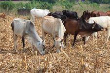 Cows Grazing Grass Royalty Free Stock Photography Cows Grazing Grass Royalty Free Stock Photography