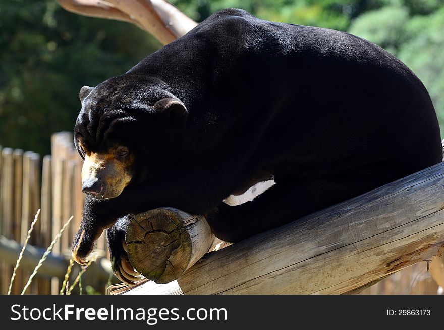 Malayan sun bear rest on a tree.