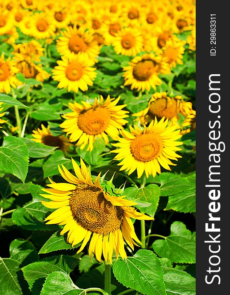 Close up sunflower field background