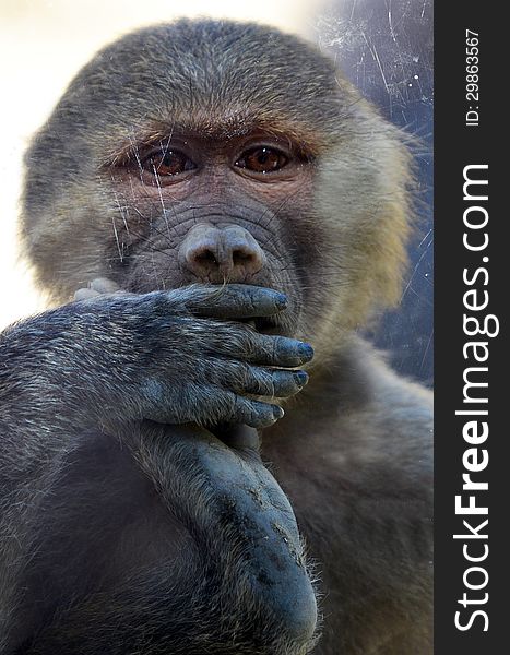 Hamadryas infant baboon looks through a shield glass. (Close up). Hamadryas infant baboon looks through a shield glass. (Close up)