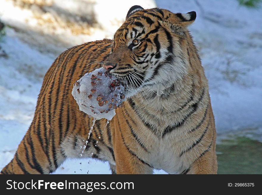 Young Male Tiger Carrying Wet Ice Chunk In Snow. Young Male Tiger Carrying Wet Ice Chunk In Snow