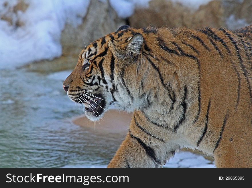 Young Male Tiger Walking By Icy Pool With Teeth Showing