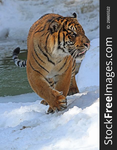 Young Male Tiger Walking In Snow Near Icy Pond